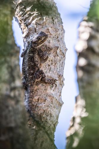 an alligator clinging to the side of a tree at Ngoye Lodge in Mtunzini