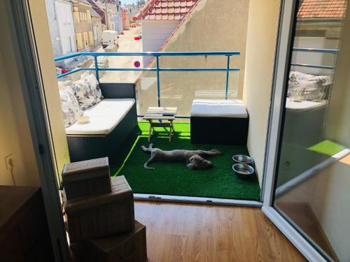 a dog laying on a green rug on a balcony at Fl’Heurt de Mer appartement au pied de la plage, vue mer in Le Portel