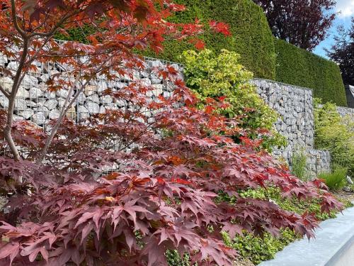 a bush with red leaves next to a stone wall at Das Gabionenhaus in Schmallenberg