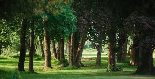 a group of trees in a park with green grass at Landgoed Kasteel de Hoogenweerth in Maastricht