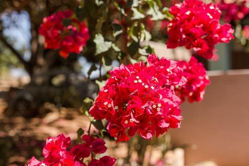 un ramo de flores rojas en un árbol en Condomínio Shambala Piri, en Pirenópolis