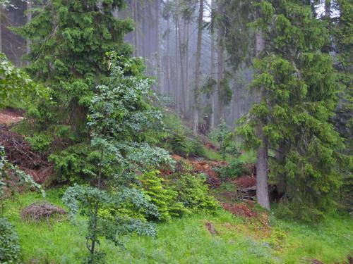 uma floresta enevoada com árvores, relva e plantas em Deer's Home at Elit Pamporovo em Pamporovo