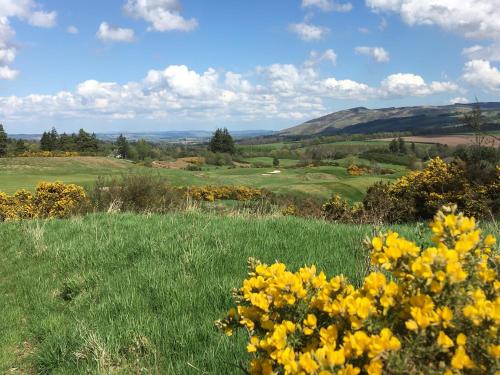 a field of yellow flowers in a field of grass at Strathallan - Luxury 3 Bedroom Apartment, Gleneagles, Auchterarder in Auchterarder