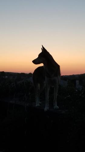 un loup debout devant un coucher de soleil dans l'établissement Macapa, à Mauléon