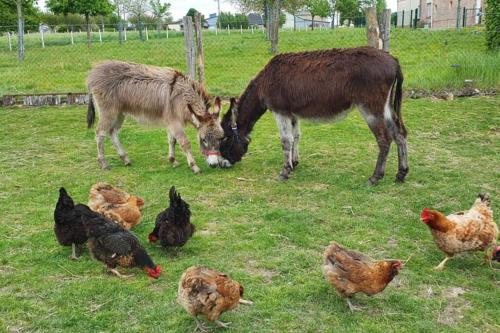 Chaumière du Château d'ô et sa mini ferme ,Gite 21couchages