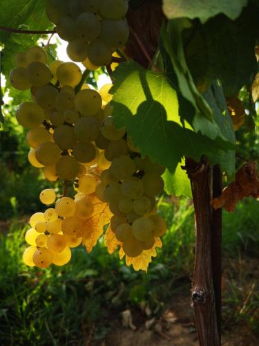Gallery image of Pizzulin - Wine & Living in Prepotto