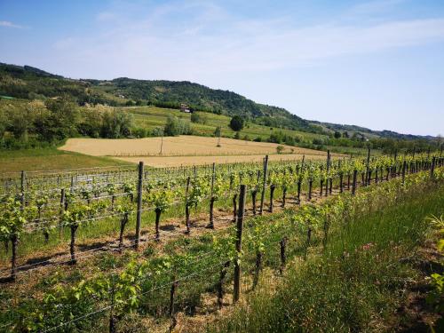 Pizzulin - Wine & Living – Photos 4