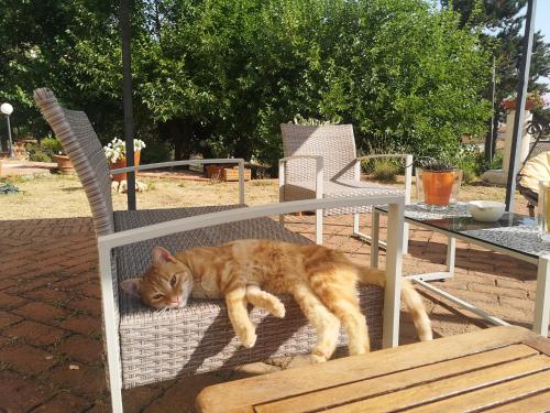 an orange cat laying on top of a chair at Maison Tuscany Bed&Breakfast in Sinalunga