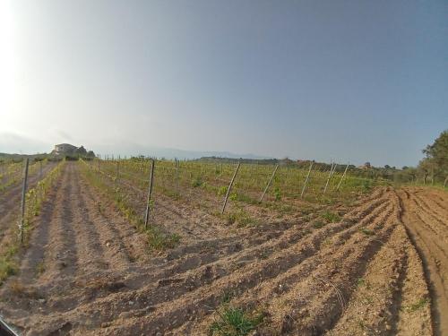 a dirt road with a field with vines at CASA RURALE IMPASTATO in Montevago