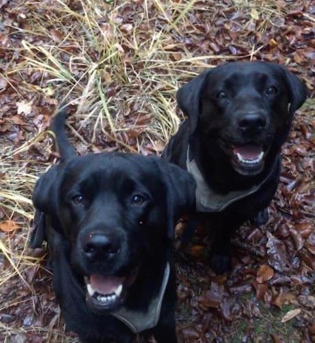 two black dogs are sitting next to each other at Kellerstöckl am veganen Bio-Lebenshof "Varm - die vegane Farm" in Bergla