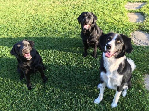 three dogs are sitting in the grass at Kellerstöckl am veganen Bio-Lebenshof "Varm - die vegane Farm" in Bergla