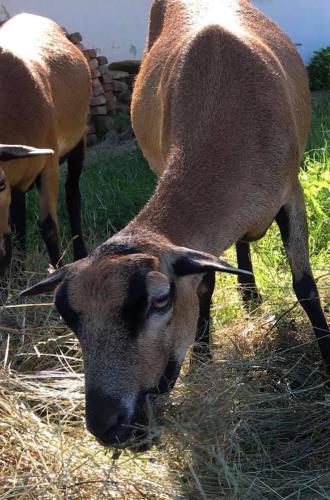 a brown sheep eating hay in a field at Kellerstöckl am veganen Bio-Lebenshof "Varm - die vegane Farm" in Bergla