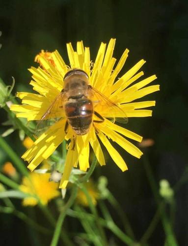 a bee is sitting on a yellow flower at Kellerstöckl am veganen Bio-Lebenshof "Varm - die vegane Farm" in Bergla