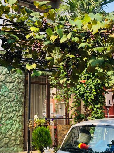 a bunch of grapes hanging from a tree at PAPILLON in Chakvi