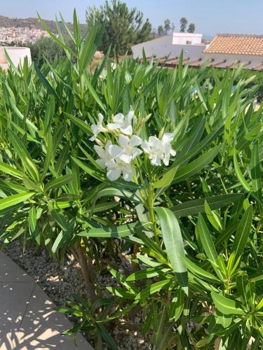 a white plant with green leaves and white flowers at Casa Bédar in Bédar
