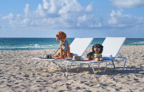 two dogs sitting on chairs on the beach at The Balfour Hotel in Miami Beach