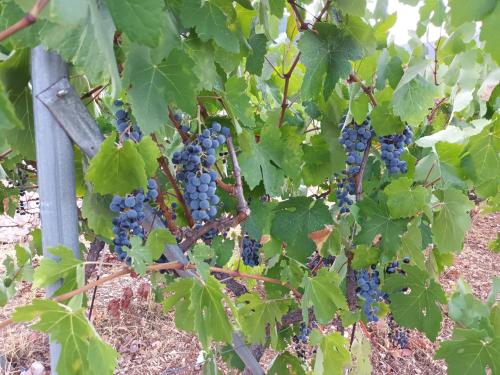 Κήπος έξω από το Οίνου Γη Ιθάκη - Winelandithaca
