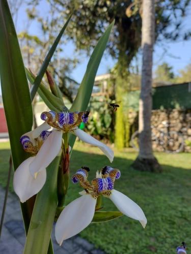 a close up of a flower with butterflies on it at Vale do Pontal Angra Suites in Angra dos Reis