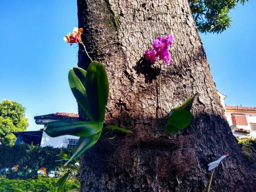 a tree with some flowers on the side of it at Bnb Silvia Home in Rio de Janeiro