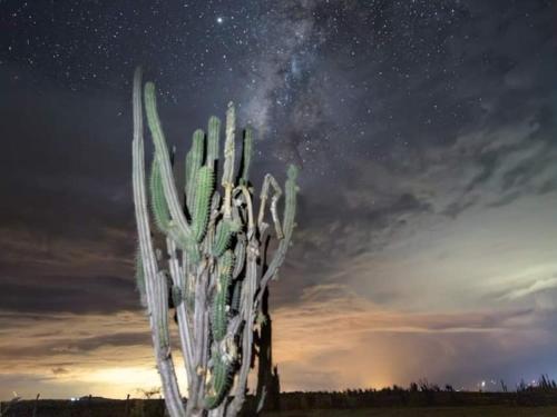 Galería fotográfica de Pachingo la primavera en San Francisco