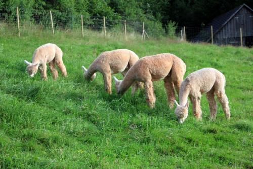 four sheep grazing in a field of grass at Ferienwohnungen Schwabenhof in Schramberg