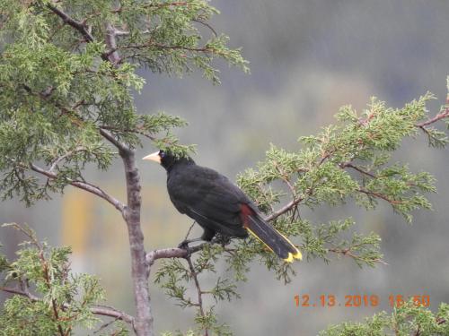 a black bird sitting on a tree branch at Suites campestres Lodge con Jacuzzi in Calibío