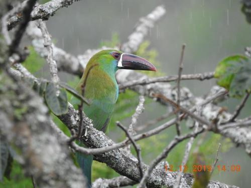 a green bird sitting on a tree branch at Suites campestres Lodge con Jacuzzi in Calibío
