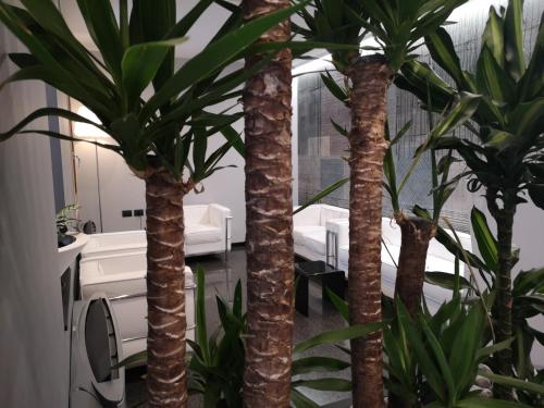un grupo de tres palmeras en una habitación en Hotel Daunia, en Módena