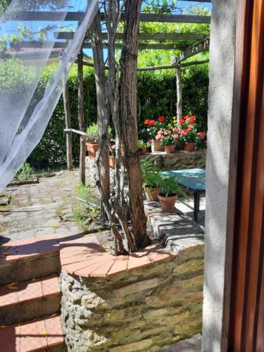 a tree growing out of a stone wall in a garden at La casa in giardino in Volterra