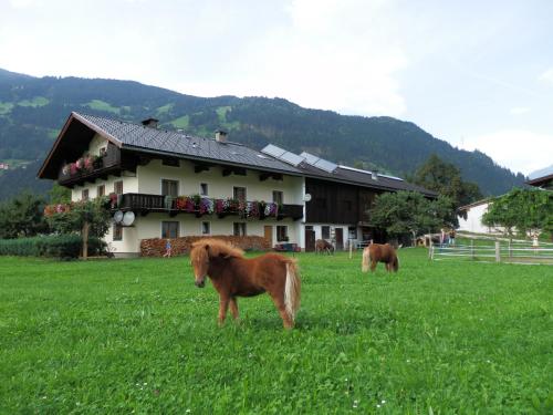 a group of horses in a field in front of a house at Reiserhof in Zell am Ziller
