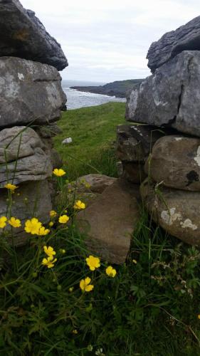 a bunch of yellow flowers in front of a rock wall at Doolin Lanelodge -Room Only- in Doolin