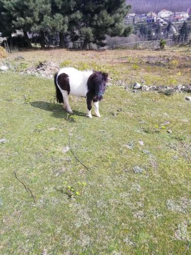 Άλλα ζώα σε αυτό το bed & breakfast ή στη γύρω περιοχή