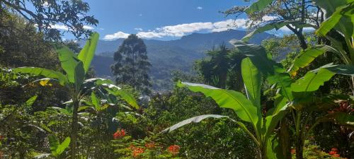 a view of the mountains from the jungle at Aire Libre Descanso in San Francisco