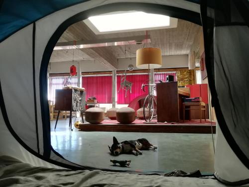 een hond op de vloer in een tent bij GHOSTeL 1st - Aventure Alternative - GUEST HOUSE - Arts-Factory-Experience - For artists, makers and open minds - Attention, we are not a hotel and are not adapted for everybody - Read host warnings before reservation - WWW,PROVIDENCE,BE asbl in Charleroi