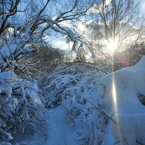 a snow covered path with the sun in the background at Apartman Cassovia in Holčíkovce