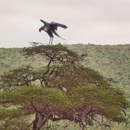 a bird perched on top of a tree at Leopard Corner Lodge in St Lucia