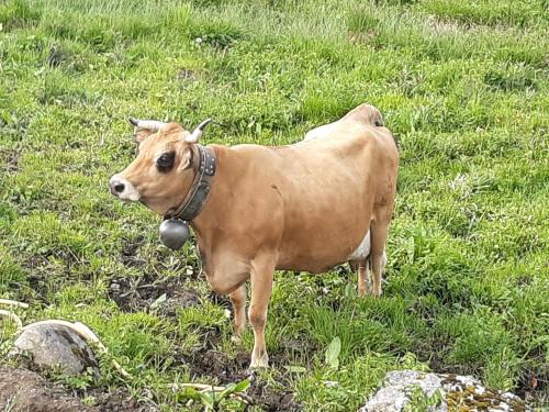 a brown cow standing in a field of grass at T2 vue piste Résidence Vostok Zodiaque in Le Corbier