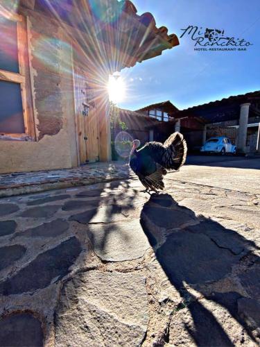 a turkey walking on a sidewalk in front of a building at Mi Ranchito Chignahuapan Hotel in Chignahuapan