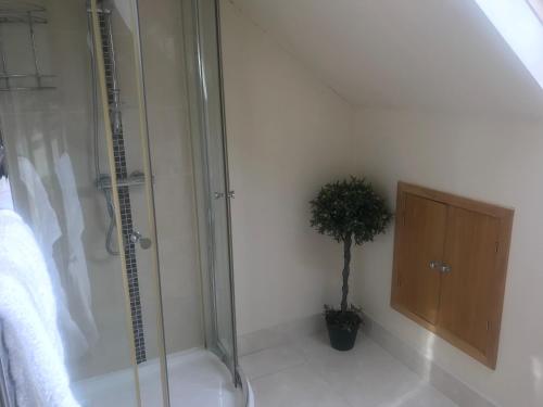 a bathroom with a shower and a potted plant at Tranquil Modern Countryside Bungalow in Dungannon
