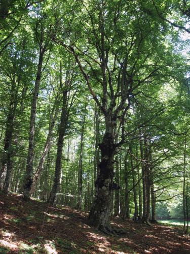 a tree in the middle of a forest at Il Belvedere in Civita