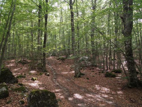 a dirt trail in a wooded area with trees at Il Belvedere in Civita