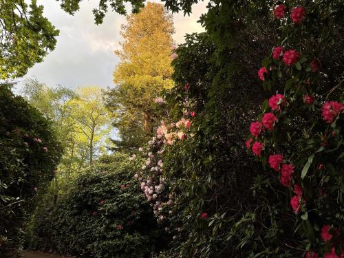 a row of bushes with pink flowers and trees at The Observatory Annexe in Dorking