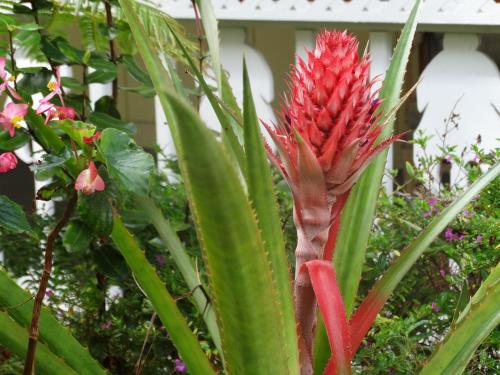 a red flower in the middle of some plants at Lokahi Lodge in Volcano