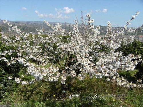 a flowering tree with white flowers in a field at Baglio Delle Rose in Giarre