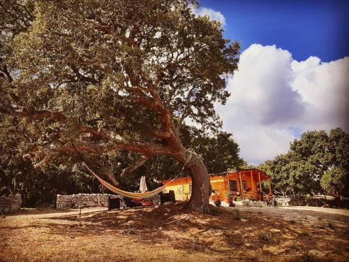 a tree with a hammock tied to it at Eco Lodge nella natura Con Piscina privata "La Grande Quercia" in Calangianus