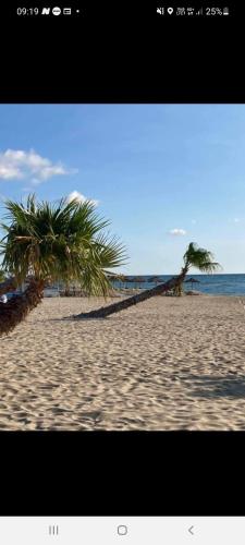two palm trees on a sandy beach with the ocean at Villa 6 couchages spa privatif, accès direct mer, piscine in Le Barcarès