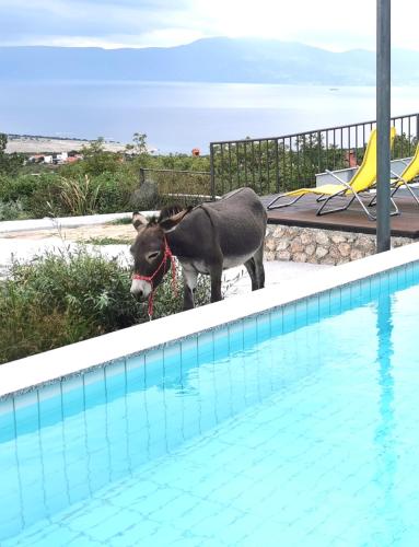 a donkey standing next to a swimming pool at Villa Suzi - Family Farm Stay with Donkeys, Pool and Sea View near Rijeka in Šmrika
