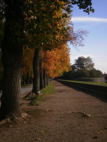 a row of trees on the side of a road at BeB Angelini dal 1911 in Lucca
