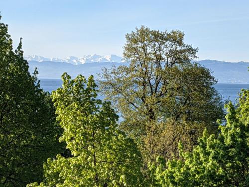 a group of trees with the ocean in the background at Ferienwohnungen Vera & Lea in Friedrichshafen