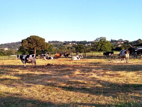 a group of cows grazing in a field at Le Piracante in Caiazzo